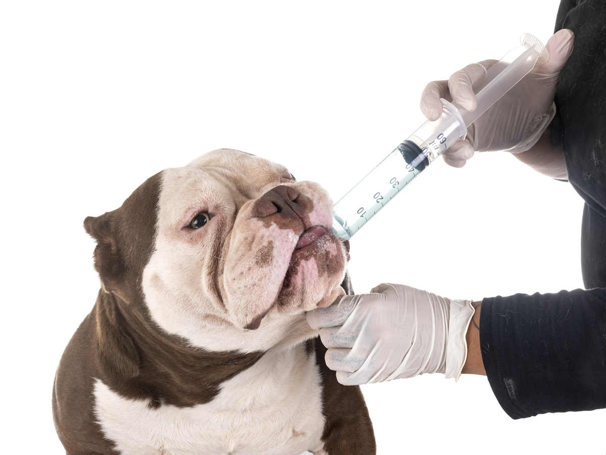 Hund beim Tierarzt - worauf achten bei der Entwurmung?